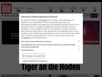 Bild zum Artikel: Thailänder geschockt - Frau fummelt für Selfie an Tiger-Hoden herum