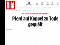 Bild zum Artikel: Polizei Recklinghausen ermittelt - Pferd auf Koppel zu Tode gequält