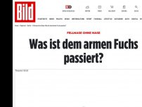 Bild zum Artikel: Fellnase ohne Nase - Armer, kleiner Fuchs. Was ist dir bloß passiert?