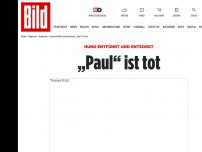 Bild zum Artikel: Hund entführt und entsorgt - „Paul“ ist tot