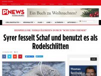 Bild zum Artikel: Beispiellose Tierquälereien durch 'Schutzsuchende' Syrer fesselt Schaf und benutzt es als Rodelschlitten