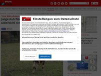 Bild zum Artikel: 'Unser Weihnachtswunder' - Junge Kuh flüchtet vor dem Schlachter: Gut Aiderbichl rettet 'Lieni' an Weihnachten