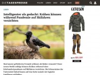 Bild zum Artikel: Intelligenter als gedacht: Krähen können während Pandemie auf Skifahren verzichten