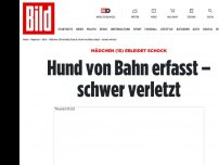 Bild zum Artikel: Mädchen (15) erleidet Schock - Hund von Bahn erfasst – schwer verletzt