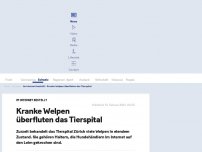 Bild zum Artikel: Kranke Welpen überfluten das Tierspital