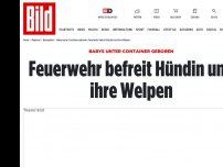 Bild zum Artikel: BABYS UNTER CONTAINER GEBOREN - Feuerwehr befreit Hündin und ihre Welpen