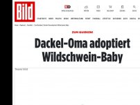 Bild zum Artikel: Sie zieht einen Frischling auf - Dackel-Oma Urmel hat nochmal Schwein gehabt