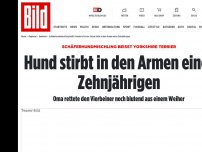 Bild zum Artikel: Schäferhund beißt Terrier - Hund stirbt in den Armen einer Zehnjährigen