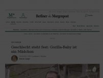 Bild zum Artikel: Zoo: Geschlecht steht fest: Gorilla-Nachwuchs ist ein Mädchen