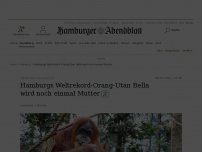 Bild zum Artikel: Tierpark Hagenbeck: Hamburgs Rekord-Orang-Utan Bella wird erneut Adoptivmutter