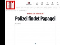 Bild zum Artikel: Er saß auf einem Zaun - Polizei findet Papagei