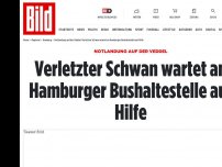 Bild zum Artikel: Notlandung auf der Veddel - Verletzter Schwan wartet an Bushaltestelle auf Hilfe