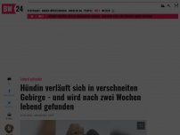 Bild zum Artikel: Hündin verläuft sich in verschneiten Gebirge - und wird nach zwei Wochen lebend gefunden