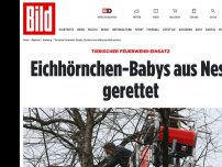 Bild zum Artikel: Tierischer Feuerwehr-Einsatz - Eichhörnchen-Babys aus Nest gerettet