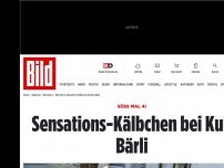 Bild zum Artikel: Süß mal 4! - Sensations-Kälbchen bei Kuh Bärli