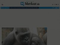 Bild zum Artikel: Wilde Gorillas adoptieren verwaiste Junge und sind liebevolle Väter