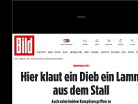 Bild zum Artikel: Erwischt! - Hier klaut ein Dieb ein Lamm aus dem Stall