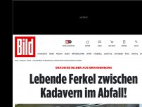 Bild zum Artikel: Grausige Bilder aus Brandenburg - Lebende Ferkel landen zwischen Kadavern im Abfall!