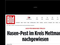 Bild zum Artikel: Auch für Menschen tödlich - Hasen-Pest nachgewiesen