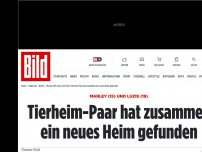 Bild zum Artikel: Marley (15) und Luzie (19) - Tierheim-Paar hat zusammen ein neues Heim gefunden