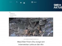 Bild zum Artikel: Waschbär frisst Uhu-Junge von Internetstar Lotte an der Ahr