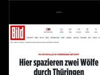 Bild zum Artikel: In Fotofalle in Thüringen getappt - Hier spazieren zwei Wölfe durch Thüringen