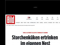 Bild zum Artikel: Weil Eltern Plastik verbauen - Storchenküken ertrinken im eigenen Nest