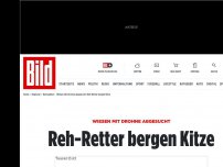 Bild zum Artikel: Wiesen mit Drohne abgesucht - Reh-Retter bergen Kitze