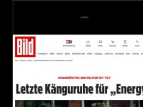 Bild zum Artikel: Ausgebüxtes Beuteltier ist tot - Letzte Känguruhe für „Energy“