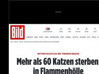 Bild zum Artikel: Retter machtlos - 100 Katzen verbrennen in Tierheim