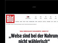 Bild zum Artikel: In Göttinger Kiessee - Wels verschluckt sich an Schildkröte – beide tot!