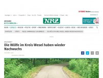 Bild zum Artikel: Wolfsgebiet: Die Wölfe im Kreis Wesel haben wieder Nachwuchs