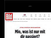 Bild zum Artikel: Kater (9 Monate) verlor Bein - Mio, was ist nur mit dir passiert?