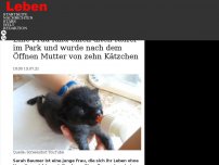 Bild zum Artikel: Eine Frau fand einen alten Koffer im Park und wurde nach dem Öffnen Mutter von zehn Kätzchen