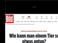 Bild zum Artikel: Brutalo-Bauer prügelt Kuh - Wie kann man einem Tier so etwas antun?