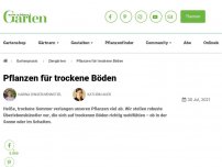 Bild zum Artikel: Pflanzen für trockene Böden