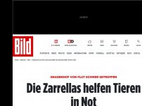 Bild zum Artikel: Gnadenhof von Flut zerstört - Die Zarrellas helfen Tieren in Not