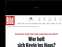 Bild zum Artikel: Mini-Schwein wurde verstoßen - Wer holt sich Kevin ins Haus?