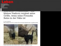 Bild zum Artikel: „Zärtliche Freundschaft': Ein kleines Nashorn vergisst seine Größe, wenn seine Freundin Katze in der Nähe ist