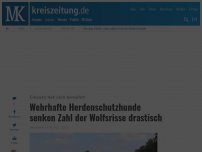 Bild zum Artikel: Wehrhafte Herdenschutzhunde senken Zahl der Wolfsrisse drastisch