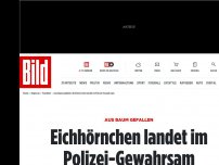 Bild zum Artikel: Aus Baum gefallen - Eichhörnchen landet im Polizei-Gewahrsam