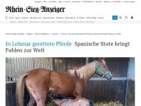 Bild zum Artikel: In Lohmar gerettete Pferde: Spanische Stute bringt Fohlen zur Welt