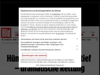 Bild zum Artikel: drei Tage vermisst - Hündin stürzt 130 Meter tief – dramatische Rettung