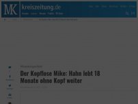 Bild zum Artikel: Der Kopflose Mike: Hahn lebt 18 Monate ohne Kopf weiter