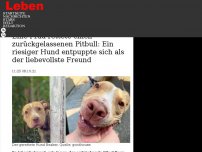 Bild zum Artikel: Eine Frau rettete einen zurückgelassenen Pitbull: Ein riesiger Hund entpuppte sich als der liebevollste Freund