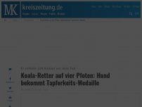 Bild zum Artikel: Koala-Retter auf vier Pfoten: Hund bekommt Tapferkeits-Medaille