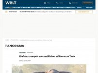 Bild zum Artikel: Elefant trampelt mutmaßlichen Wilderer zu Tode