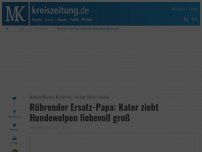 Bild zum Artikel: Rührender Ersatz-Papa: Kater zieht Hundewelpen liebevoll groß