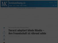 Bild zum Artikel: Tierarzt adoptiert blinde Hündin – ihre Freundschaft ist rührend schön