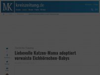 Bild zum Artikel: Liebevolle Katzen-Mama adoptiert verwaiste Eichhörnchen-Babys